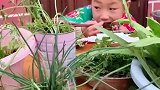 小妮子在院子种的蔬菜，今天吃火锅派上用场了