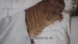 猫咪因太胖求爱被拒，回家后绝食明志，人类休想掰开我的嘴
