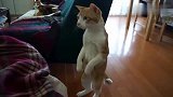 橘猫：是什么力量让猫咪站起来那姿势，那眼神太逗了！
