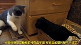 猫咪挑逗小狗狗，自娱自乐开心极了