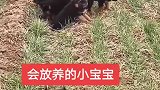 德牧犬，放羊的小宝宝