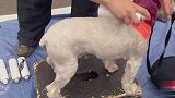恶搞：一群熊孩子堵住可怜的狗狗，朝狗狗身上涂鸦