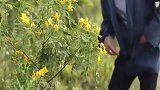 路边的野花不采白不采