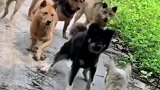 六条狗一起围攻，小狗一点不慌！