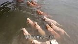 男子下河游泳，只金毛还以为主人溺水了