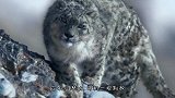 超萌的雪豹，用嘴叼着尾巴不想弄湿，网友：被萌化了！