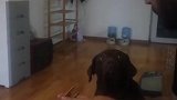 这小眼神真让人心疼