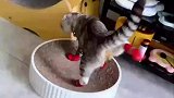 猫咪第一次穿鞋子不习惯，结果怎么甩都不掉的