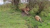 与野生雄狮面对面，下午狮子吃饱了躲在树荫下睡觉，很难找