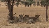 狮群无法忍受饥饿，竟靠着雨水充饥，大自然就是如此无情