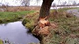 这种动物的牙实在太厉害了，和刀子一样