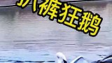 男子不断在村霸的领地疯狂试探，遭到村霸的猛烈反击