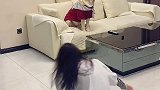 对于我的戏 多多已经不屑于理会了多多神犬 萌宠出道计划 萌宠