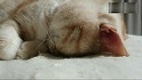 这只猫咪的打鼾声特别大，像极了婴儿的哭声！