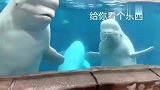白鲸, 看, 给你吐个圈圈