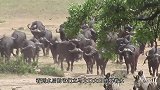 湖泊即将干涸，数百只动物被困泥泞无法脱身，镜头记录绝望画面