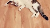 一只喜欢撒娇的猫是什么样的？