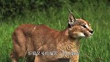 作为一只合格的猫，“空中抓鸟”是必备技能，所到之处“鸟飞绝”