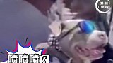 近日美国加利福尼亚州一则宠物戴墨镜与群众击掌的视频流行网络
