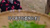 你小时候有没有用柳树拧笛子，我们这边叫笛喽美食创作人 美食趣胃计划