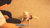 猫咪跟主人握手之后，主人就会给猫咪食物，主人的举动十分有爱