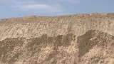 新疆伊宁：工地发现近千只燕巢，施工停止堆坝保护