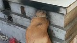 狗子把狗头卡在柴火灶里的搞笑操作！
