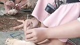 这到底是在小鸡身上挖什么