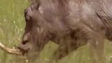 动物世界：美洲豹对野猪发起总攻，画面壮观！