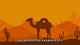沙漠的骆驼渴死后，为何不能轻易触碰？看完涨知识了