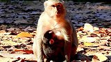 小猴子把妈妈抱在温暖的胸膛里，小猴子是幸福地呆在温暖的胸膛里
