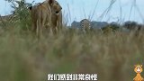 捕杀斑马，狮子以往轻松拿下斑马，今天怎么都不跑呢？