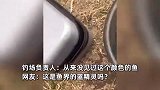 男子钓到一条“梦幻”蓝色鲤鱼，钓场负责人：确实很稀有，从来没见过