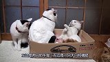 两只猫咪打架丝毫不客气：老子说哪样你都要来反驳，你个杠精儿！
