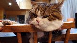 趴在椅子上的猫咪，看这奶凶奶凶的样子，人家好怕怕！