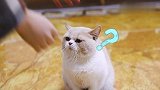 突然打猫一巴掌，猫咪会有什么不同的反应？结果太意外了！