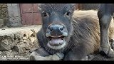 小牛犊你这是咋地啦