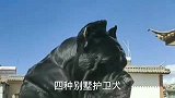 四种别墅护卫犬