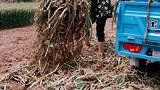 今年的大蒜收成好，卖了一块五一斤，虽然累点，心情美美哒……