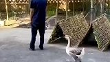 这只大鹅是怎么了？一直和大爷过不去！