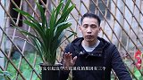 如何避免兰花叶片提前“老化”！谨记这3点就够了