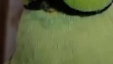 这鹦鹉怎么猫里猫气