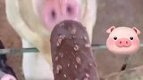 小猪也实现了冰淇淋自由，吃冰淇淋时的表情太萌了