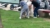 户外大型狗狗和小狗撕咬在一起