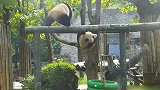 爆笑大熊猫打不过就跑，十分钟后我又是一只好熊，你给我等着！