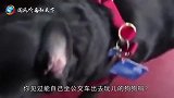 “狗成精”主人没空遛狗，自己坐车出去玩，太神奇了