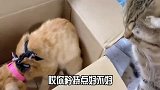 路边捡到一只小母猫，家里的公猫直接不淡定了，猫送上门的媳妇