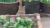 金毛每天哭哭啼啼的，只因被5只流浪猫围堵胖揍，这一揍就是两年