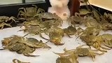 狗狗被螃蟹给包围了