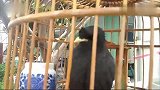 主人教傻八哥鸟说话，这八哥鸟比人说的还好